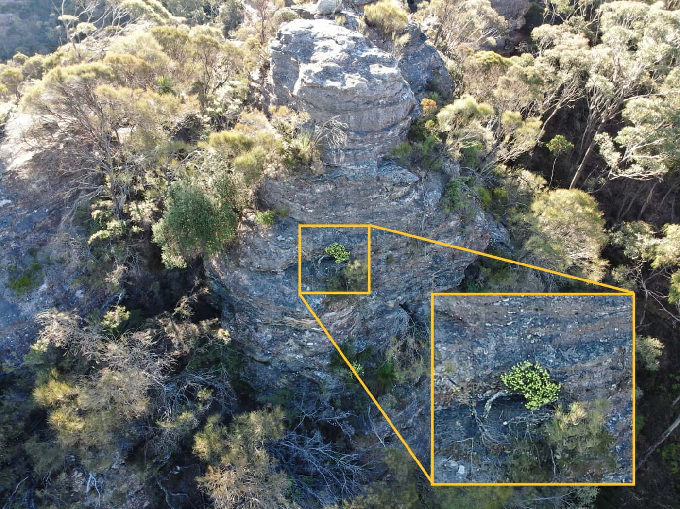 High resolution images were captured by drones during the rare plant survey